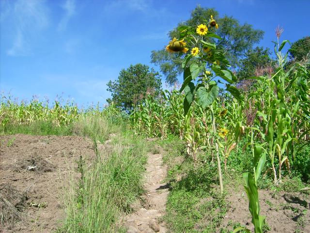 640x480/jd500805.jpg